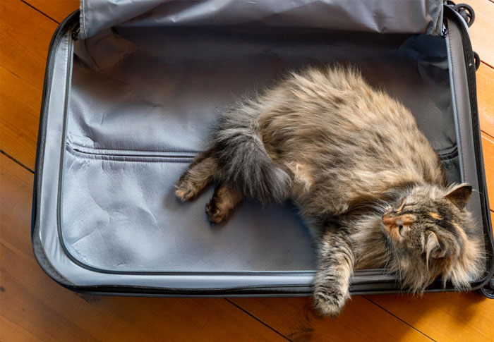 Beruhigt schlafen wie die Katze auf dem gepackten Koffer. Mit deiner Passion Story hast du eine Geschichte für jeden Anlass